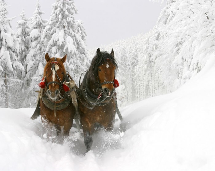 Romantische Pferdeschlittenfahrt mit Ihrem Partner durch die Winterlandschaft in Eben im Pongau - inmitten Ski amadé